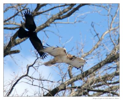 Krider's Hawk and Crow