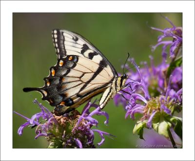 Swallowtail a.jpg