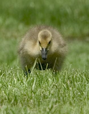 9E6F5047-baby-honk.jpg