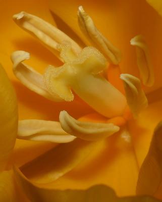Filament
