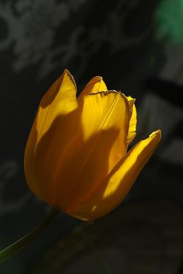 Light Bulb