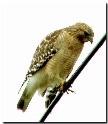 Sharp Shinned Hawk.jpg