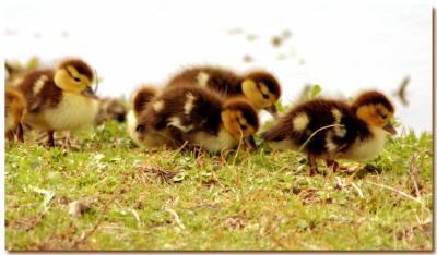 BABY DUCKS SEARCHING.jpg