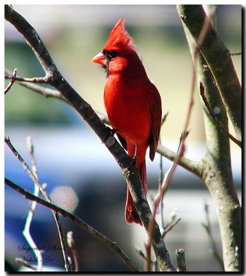 Red bird-2-21-4.jpg