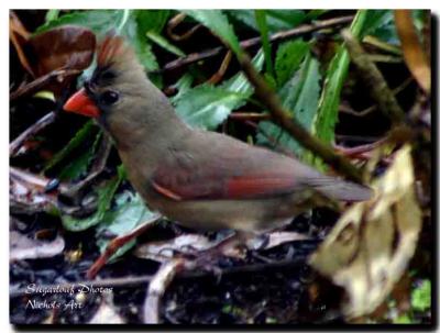Female Cardinal-2-8-4