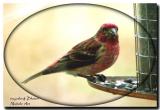 Red House finch-male.jpg