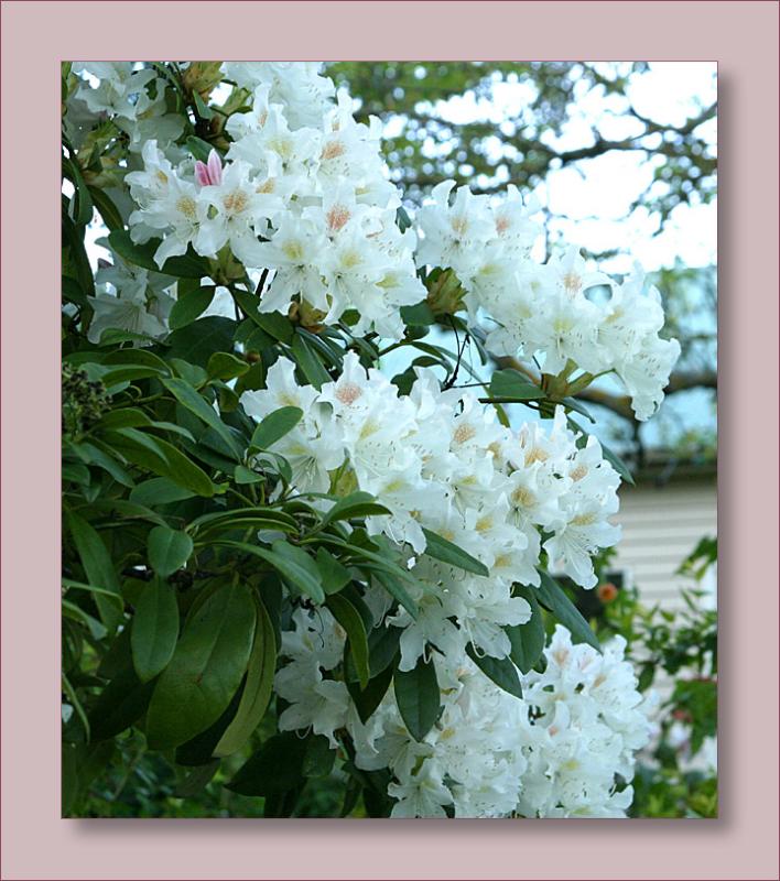 Rhododendrum