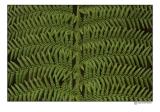 fern.jpg