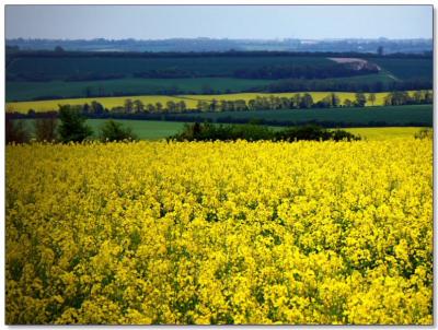 Near Collingbourne kingston