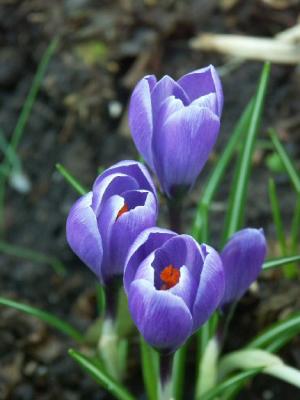 Crocus