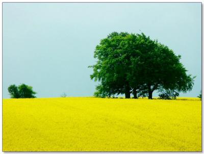 Rape seed field near Chicklade