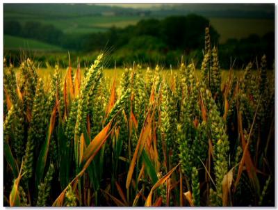 Harvesting time