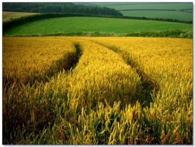 u40/mattis/medium/31436187.Devonlandscape_018.jpg
