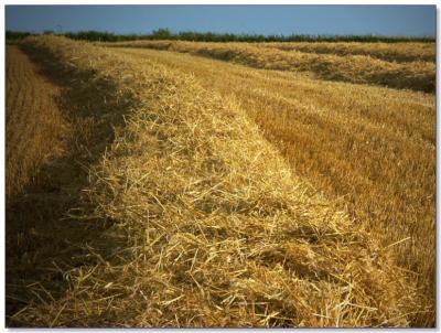 A Harvested Barley Field