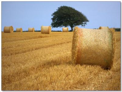 A Harvested Barley Field - Part II