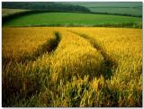 Devon Landscape