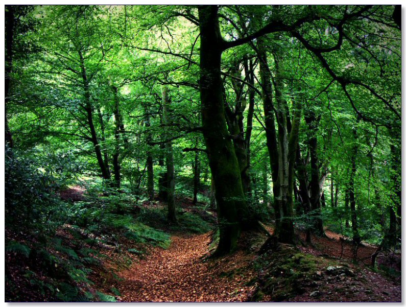Lamberts Castle (Hill Fort)