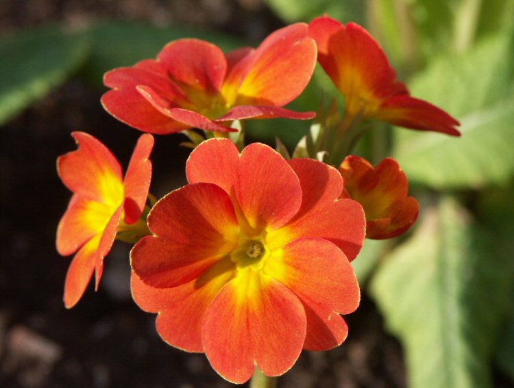 Primrose