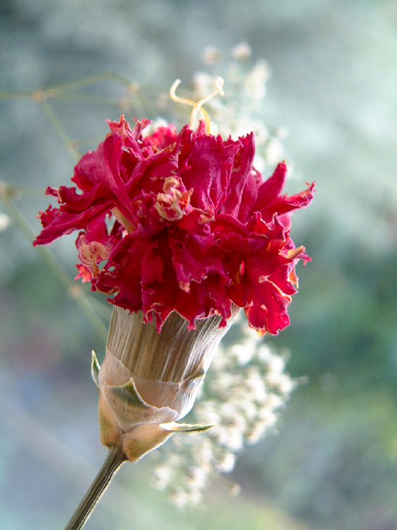 Dried Carnation