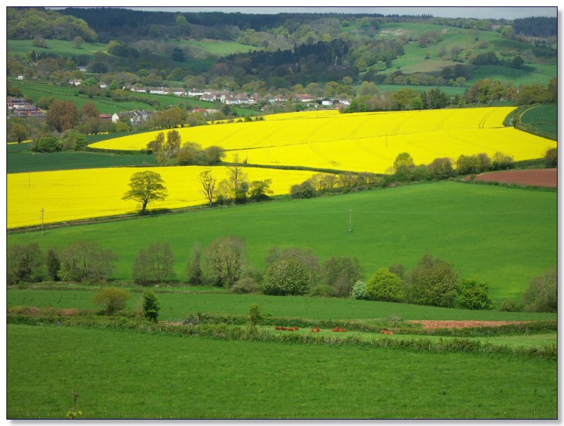 Devon landscape near Colyton