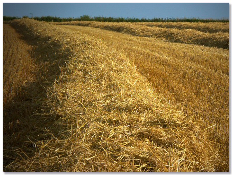 A Harvested Barley Field