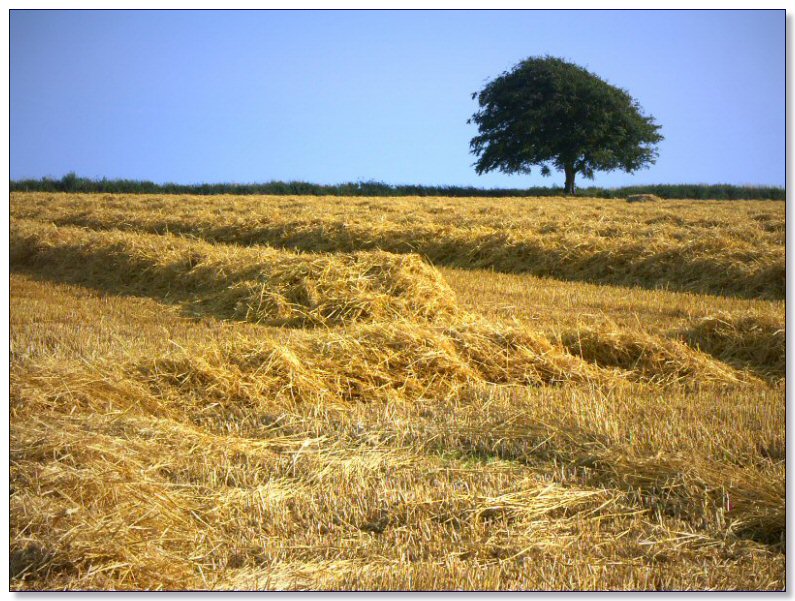 A Harvested Barley Field