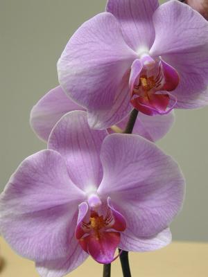 0521-pink orchids-sm.jpg