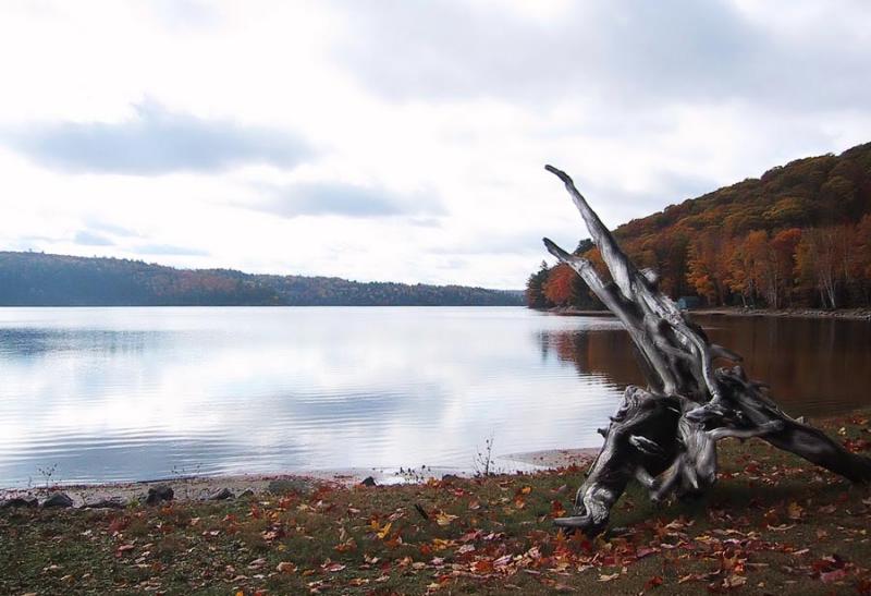 Driftwood