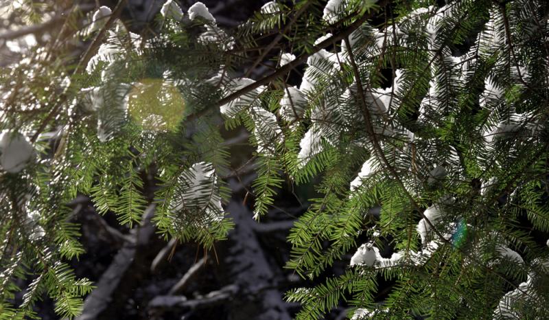 sunny pine needles