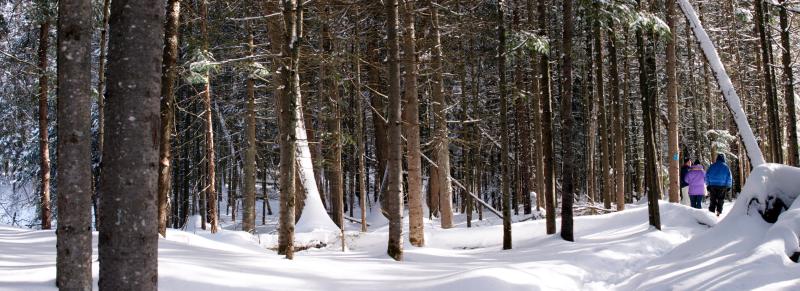 Sunny Trail