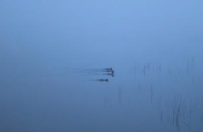 Ducks on the glide