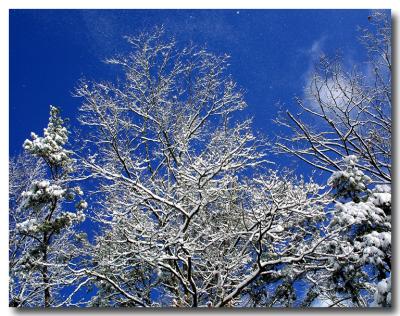 Snow Trees