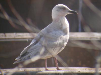 Iceland-type Gull