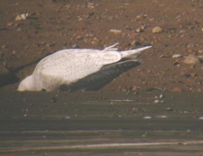 Iceland-type  Gull