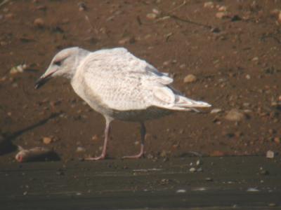 Iceland-type Gull