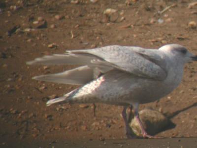 Iceland-type Gull