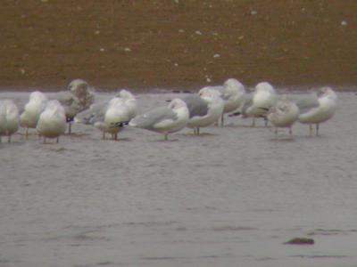 California Gull