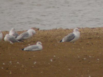 California Gull