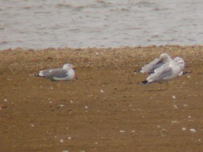 California Gull