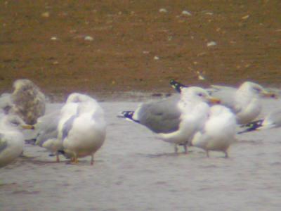 TN Unusual gulls