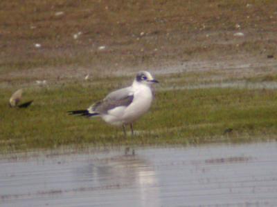 Franklin's Gull