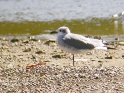 Laughing Gull