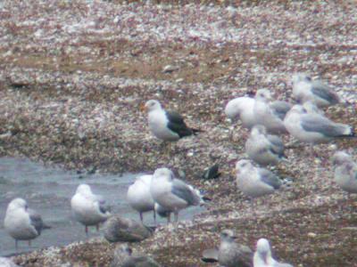 Lesser Black-backed Gull