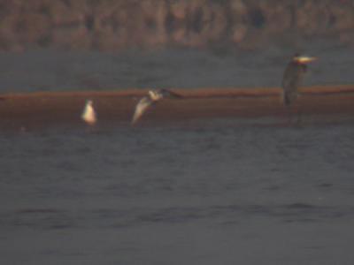 Sabine's Gull