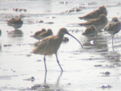 Far Eastern Curlew