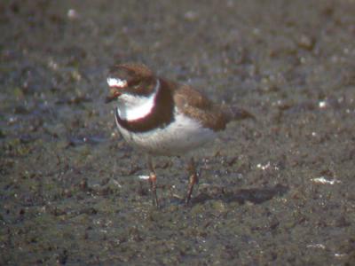 Semipalmated Plover
