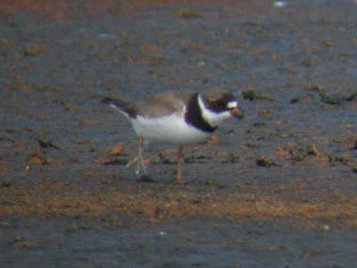 Semipalmated Plover