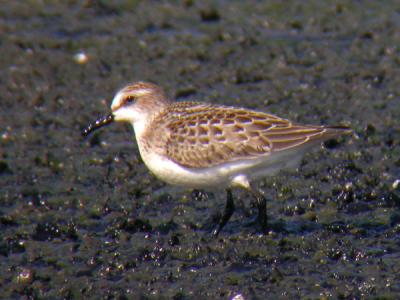 Semipalmated Sandpiper