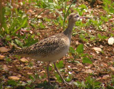 Little Curlew
