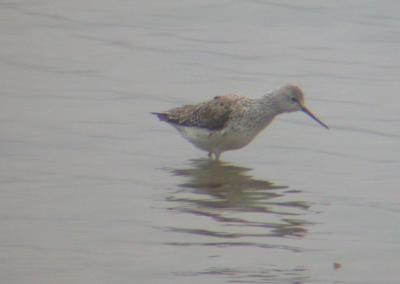 Marsh-Sandpiper.jpg